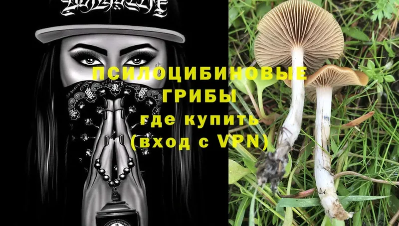 наркота  Зеленокумск  Псилоцибиновые грибы Psilocybine cubensis 